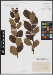 Foto von Salix caprea L.